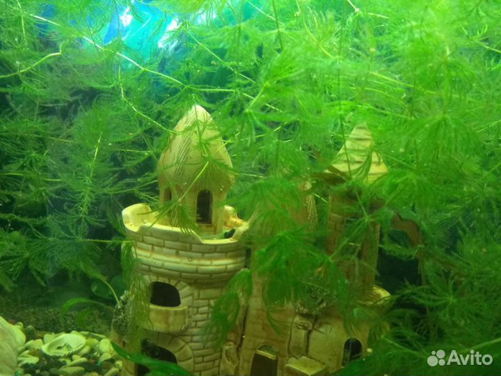 Роголистник