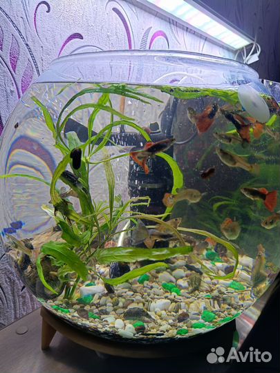 Аквариум с рыбками