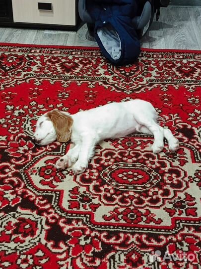 Кокер Спаниель