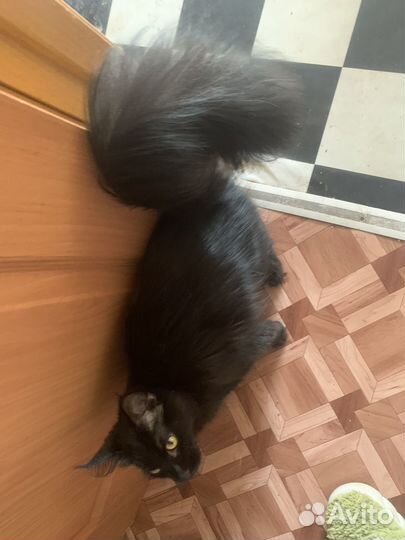 Котята мейн-кун