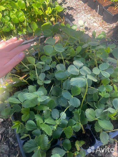 Рассада клубники