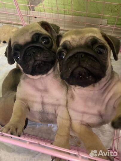 Щенки мопса