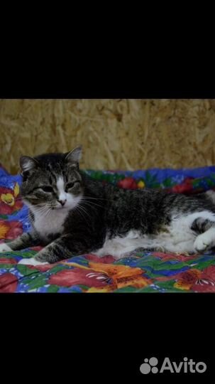 Кошки в добрые руки