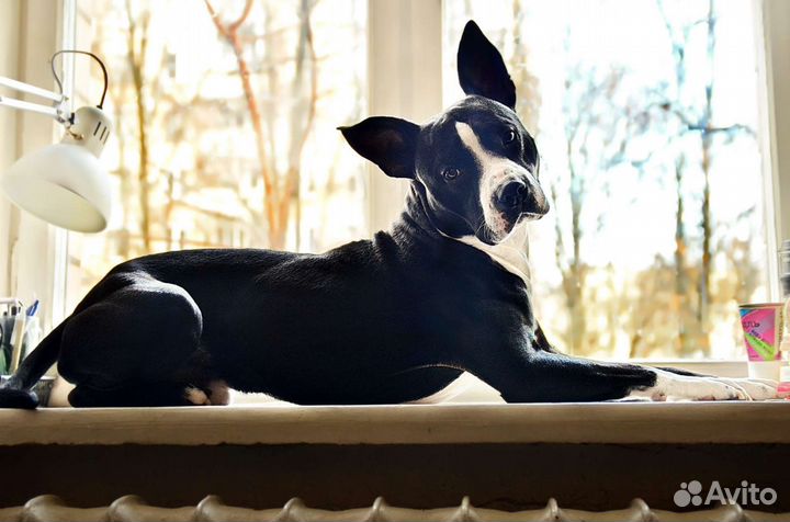 Вязка/Питбуль