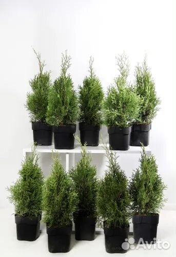 Туя Смарагд