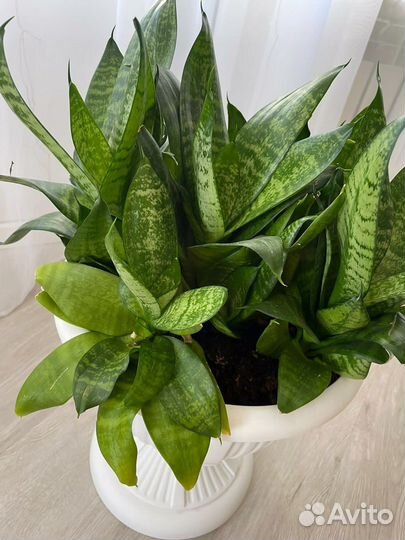 Сансевиерия трехполосная