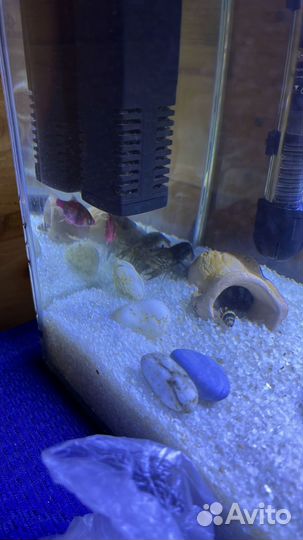 Мраморные аквариумные Раки