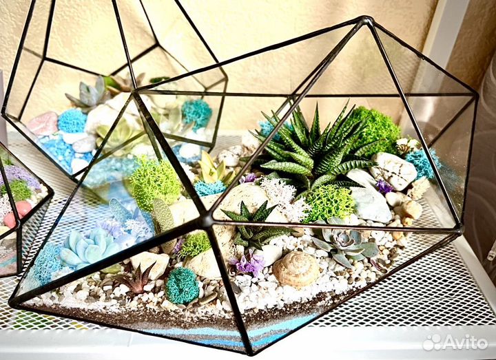 Флорариум суккуленты