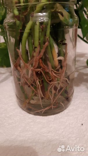 Сингониум и другие отростки