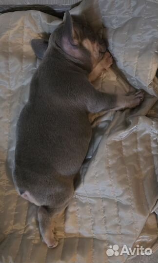 Французский бульдог щенок мальчик