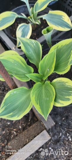 Хосты сортовые гибридные