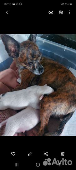 Продам собаку той-терьер