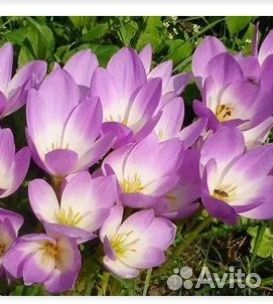 Луковицы безвременника