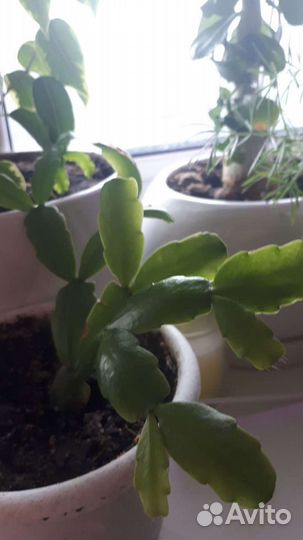 Кактусы, сукуленты, каланхое