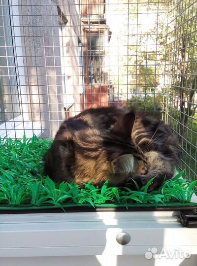 Балкон для кошек