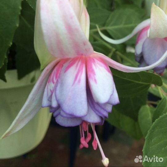 Фуксия Laura Biolcati-Rinaldi