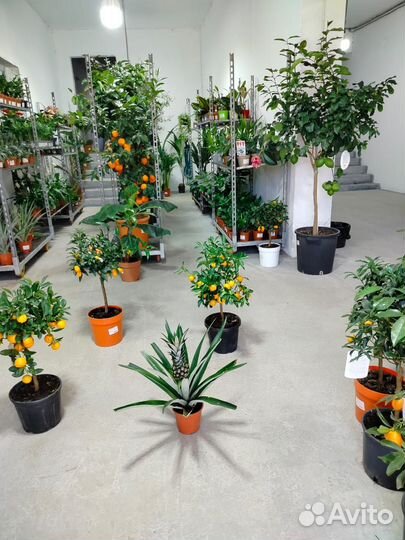 Цитрусовые, экзотические, горшечные растения