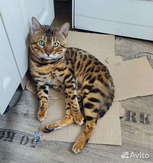 Бенгальский кот вязка