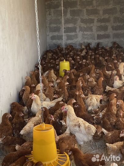 Куры молодки