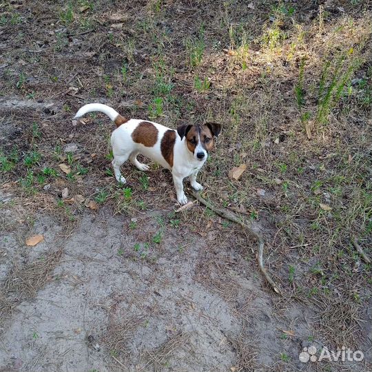 Выгул собак