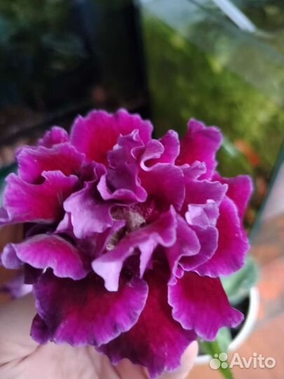 Глоксинии махровые