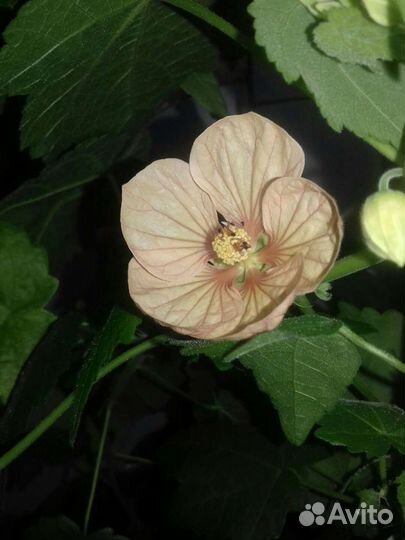 Комнатный цветок абутилон