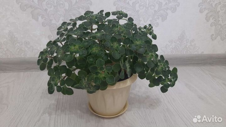 Аихризон дерево любви