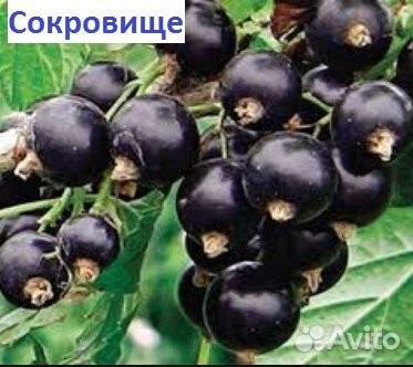 Саженцы малины рем.- урожайной и крупноплодной