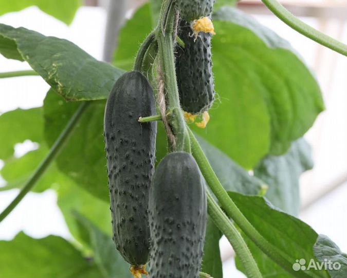 Семена Огурца 