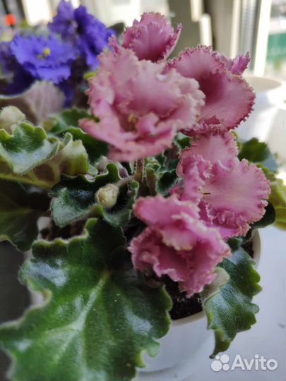 Фиалка сортовая детки