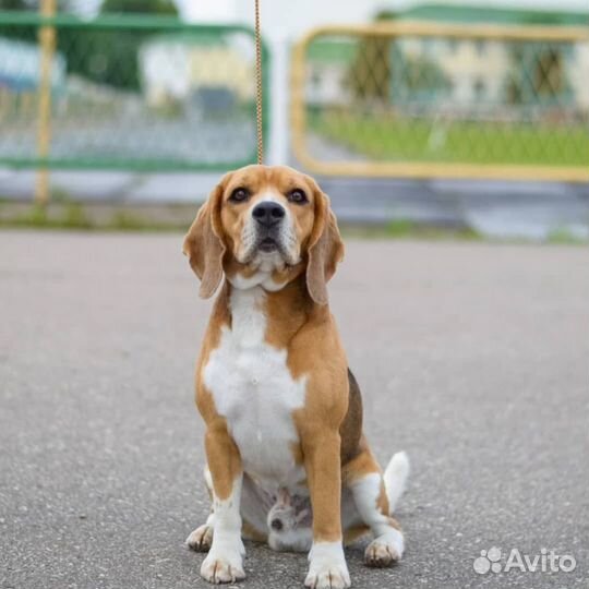 Бигль вязка