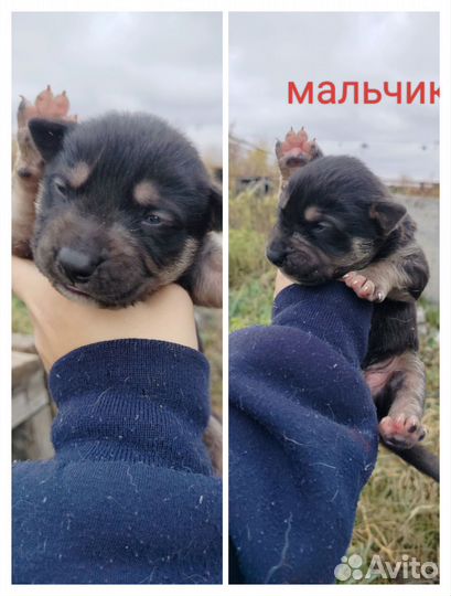 Стафо-овчарки