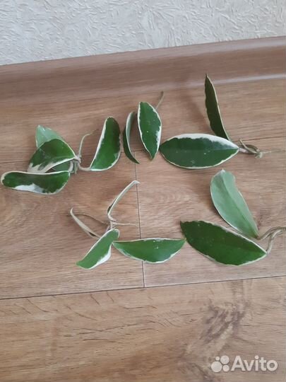 Хойя кримсон квин