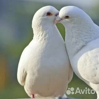 Голуби на свадьбу