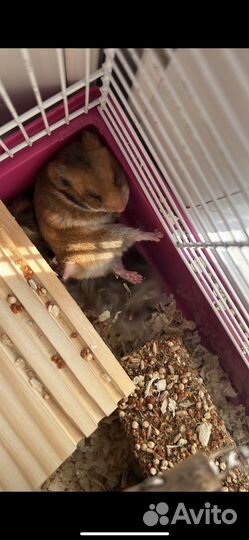 Сирийский хомяк бесплатно