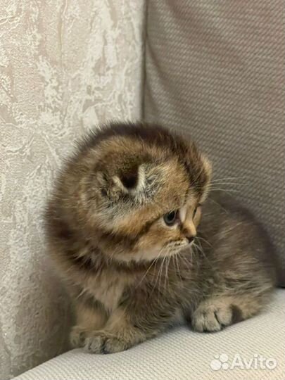 Кошки
