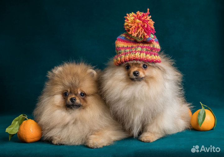 Мини померанцы