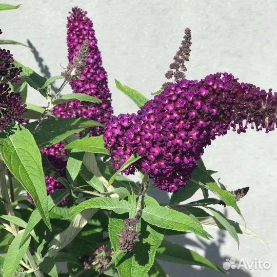 Будлея Давида