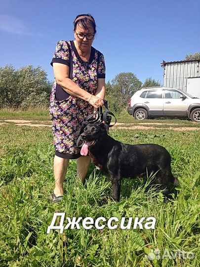 Собака компаньон и охранник в добрые руки в дар