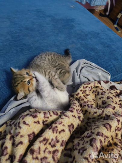 Британские котята