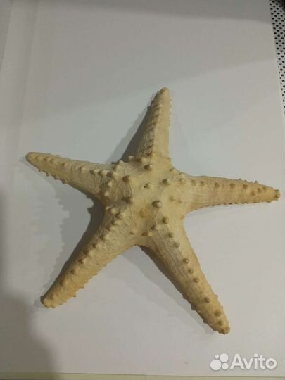 Морская звезда настоящая(ракушка)