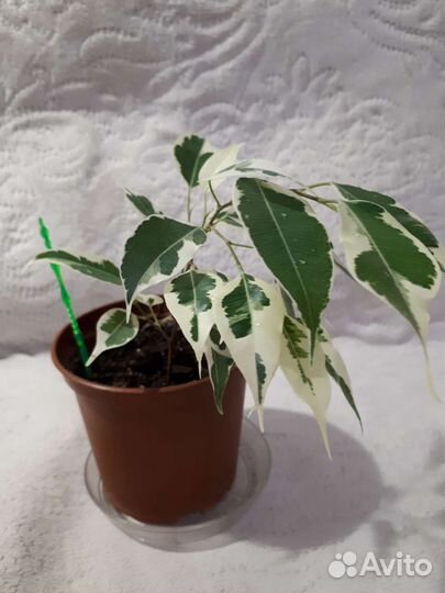 Фикус бенджамина
