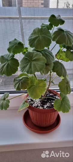 Цветы домашние в горшках