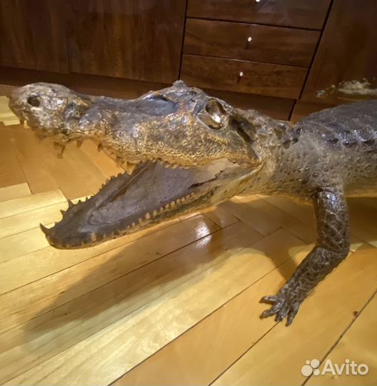 Чучело алигатора