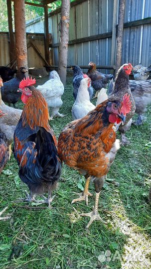 Молодые петушки