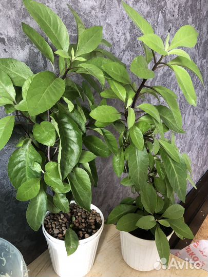 Ждинура лечебное растение