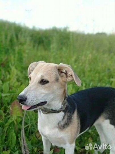 Славная Ладушка ищет дом в добрые руки