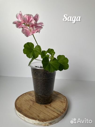 Пеларгония герань Saga