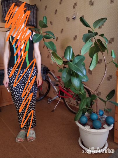 Фикус каучуконосный большой