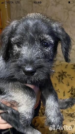 Щенки миттельшнауцера